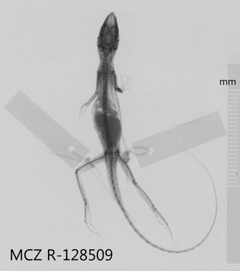 Media type: image;   Herpetology R-128509 Aspect: dorsoventral x-ray